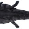 Шкура из кожи крокодила (N SH 002 Black)