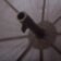 Зонт-трость мужской полуавтомат FARE (ФАРЕ) FARE7007-black